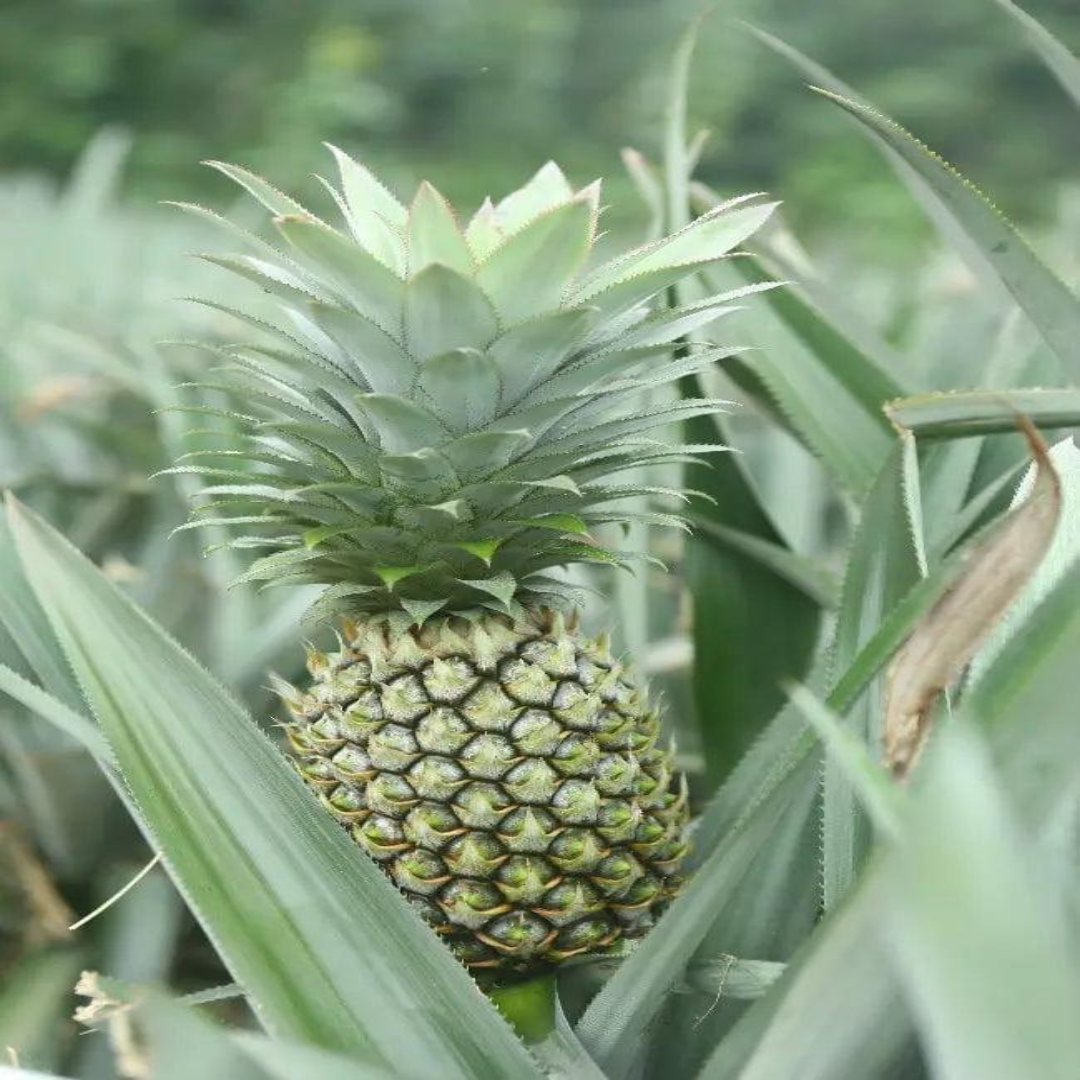 Wholesale Mauritius Pineapple Supplier – Dubai